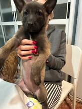 MAYKA, Hund, Malinois-Mix in Spanien - Bild 4