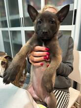 MAYKA, Hund, Malinois-Mix in Spanien - Bild 5