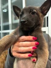 MAYKA, Hund, Malinois-Mix in Spanien - Bild 6