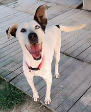 CANICA, Hund, Mischlingshund in Spanien - Bild 1