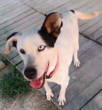 CANICA, Hund, Mischlingshund in Spanien - Bild 2