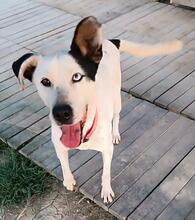CANICA, Hund, Mischlingshund in Spanien - Bild 3