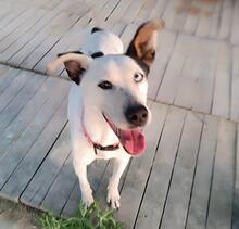 CANICA, Hund, Mischlingshund in Spanien - Bild 4