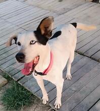 CANICA, Hund, Mischlingshund in Spanien - Bild 5