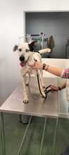 CANICA, Hund, Mischlingshund in Spanien - Bild 6
