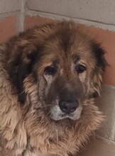QUEEN, Hund, Herdenschutzhund-Mix in Italien - Bild 1