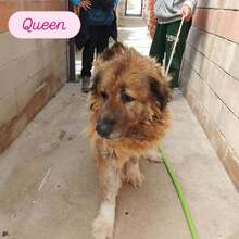 QUEEN, Hund, Herdenschutzhund-Mix in Italien - Bild 2