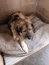 QUEEN, Hund, Herdenschutzhund-Mix in Italien - Bild 4