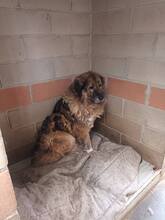 QUEEN, Hund, Herdenschutzhund-Mix in Italien - Bild 5
