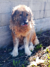 QUEEN, Hund, Herdenschutzhund-Mix in Italien - Bild 6