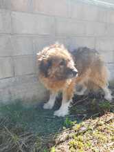 QUEEN, Hund, Herdenschutzhund-Mix in Italien - Bild 7