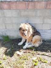 QUEEN, Hund, Herdenschutzhund-Mix in Italien - Bild 8