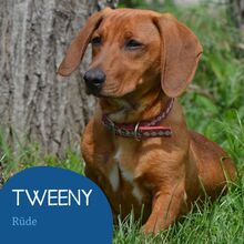 TWEENY, Hund, Mischlingshund in Tarmstedt - Bild 1