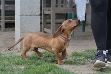 TWEENY, Hund, Mischlingshund in Tarmstedt - Bild 2