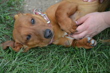 TWEENY, Hund, Mischlingshund in Tarmstedt - Bild 3