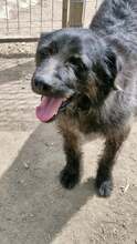 MARVIN, Hund, Mischlingshund in Rumänien - Bild 10