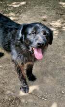 MARVIN, Hund, Mischlingshund in Rumänien - Bild 3