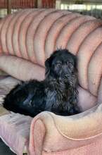 MARVIN, Hund, Mischlingshund in Rumänien - Bild 4