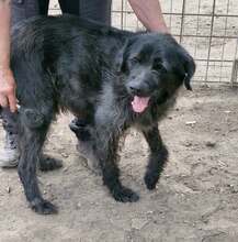 MARVIN, Hund, Mischlingshund in Rumänien - Bild 6