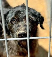 MARVIN, Hund, Mischlingshund in Rumänien - Bild 7