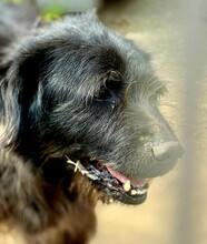 MARVIN, Hund, Mischlingshund in Rumänien - Bild 8