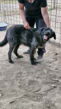 MARVIN, Hund, Mischlingshund in Rumänien - Bild 9