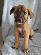 EMMA, Hund, Mischlingshund in Griechenland - Bild 1