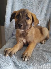 EMMA, Hund, Mischlingshund in Griechenland - Bild 2