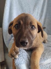 EMMA, Hund, Mischlingshund in Griechenland - Bild 3