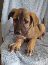 EMMA, Hund, Mischlingshund in Griechenland - Bild 4