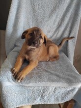 EMMA, Hund, Mischlingshund in Griechenland - Bild 7