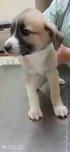 SAMI, Hund, Mischlingshund in Griechenland - Bild 7