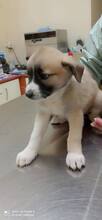 SAMI, Hund, Mischlingshund in Griechenland - Bild 8