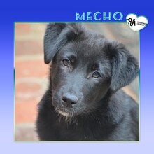 MECHO, Hund, Mischlingshund in Bulgarien - Bild 1
