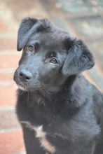 MECHO, Hund, Mischlingshund in Bulgarien - Bild 2
