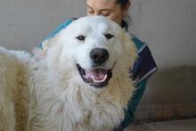 LEVERETT, Hund, Maremmano-Mix in Italien