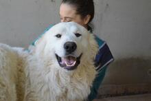 LEVERETT, Hund, Maremmano-Mix in Italien - Bild 10