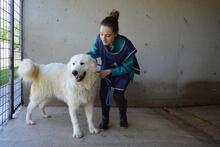 LEVERETT, Hund, Maremmano-Mix in Italien - Bild 11