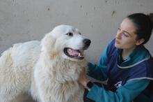 LEVERETT, Hund, Maremmano-Mix in Italien - Bild 12