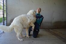 LEVERETT, Hund, Maremmano-Mix in Italien - Bild 13