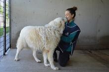 LEVERETT, Hund, Maremmano-Mix in Italien - Bild 14