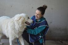LEVERETT, Hund, Maremmano-Mix in Italien - Bild 15