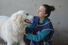 LEVERETT, Hund, Maremmano-Mix in Italien - Bild 16