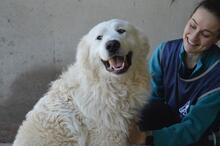 LEVERETT, Hund, Maremmano-Mix in Italien - Bild 3