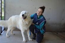 LEVERETT, Hund, Maremmano-Mix in Italien - Bild 5