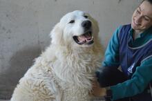 LEVERETT, Hund, Maremmano-Mix in Italien - Bild 6