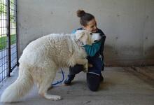 LEVERETT, Hund, Maremmano-Mix in Italien - Bild 7