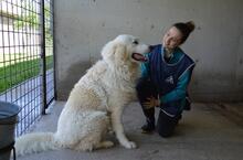 LEVERETT, Hund, Maremmano-Mix in Italien - Bild 8