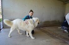 LEVERETT, Hund, Maremmano-Mix in Italien - Bild 9