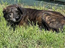 DANA, Hund, Mischlingshund in Italien - Bild 3